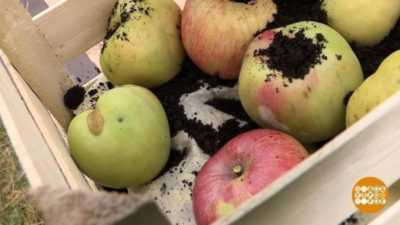 Описание, правила посадки и ухода за яблоней дарунок