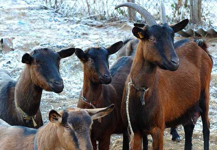Чешская порода коз – аграрий