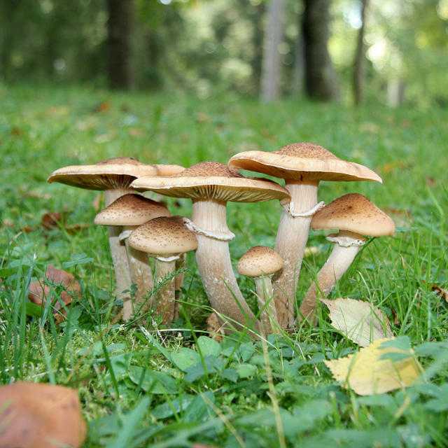 Опята в екатеринбурге (свердловской области) в 2020 году: октябрь, сентябрь, грибные места