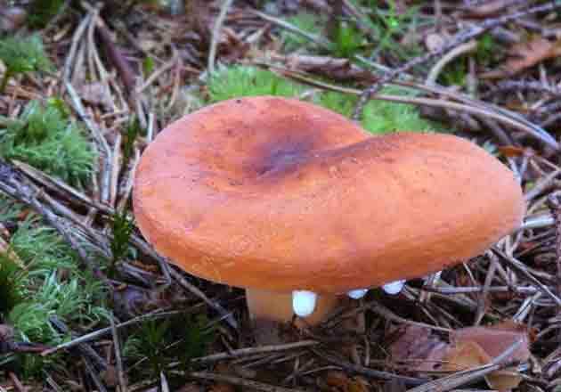 ✅ грибы подорешники фото и описание как готовить - питомник46.рф
