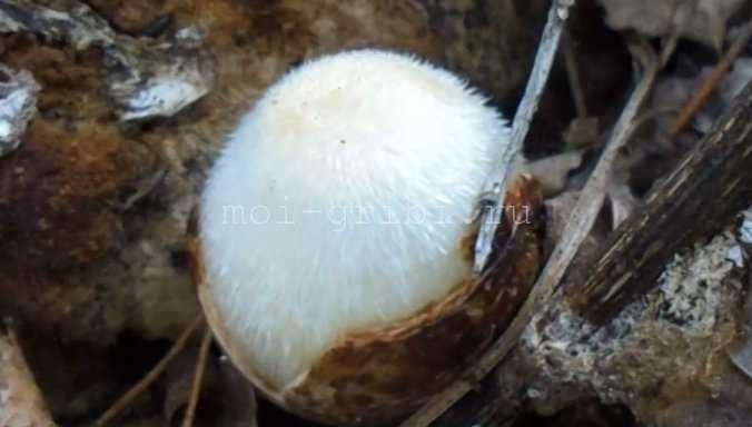 Гриб вольвариелла шелковистая (volvariella bombycina): описание, фото
