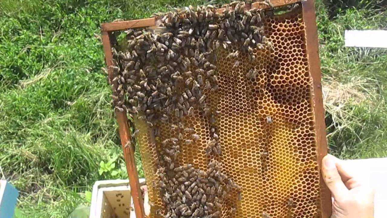 Как объединить пчелиные семьи
