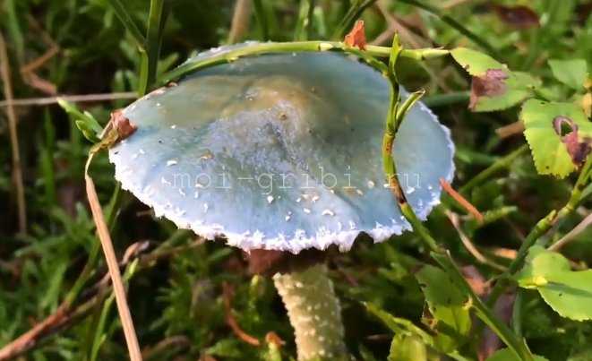 Строфария корончатая (строфария рыжая, stropharia coronilla): как выглядят грибы, где и как растут, съедобны или нет