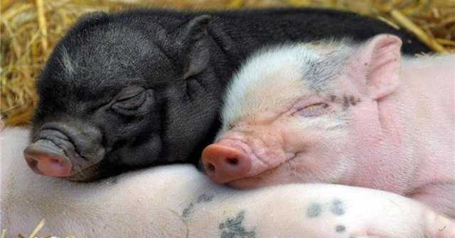 Свинья (79 фото): описание поросят и домашних свиней, их разведение в домашних условиях для начинающих