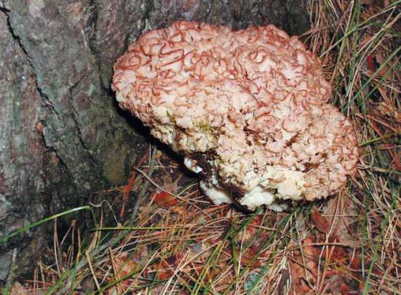 Спарассис курчавый (грибная капуста): фото и описание, съедобность