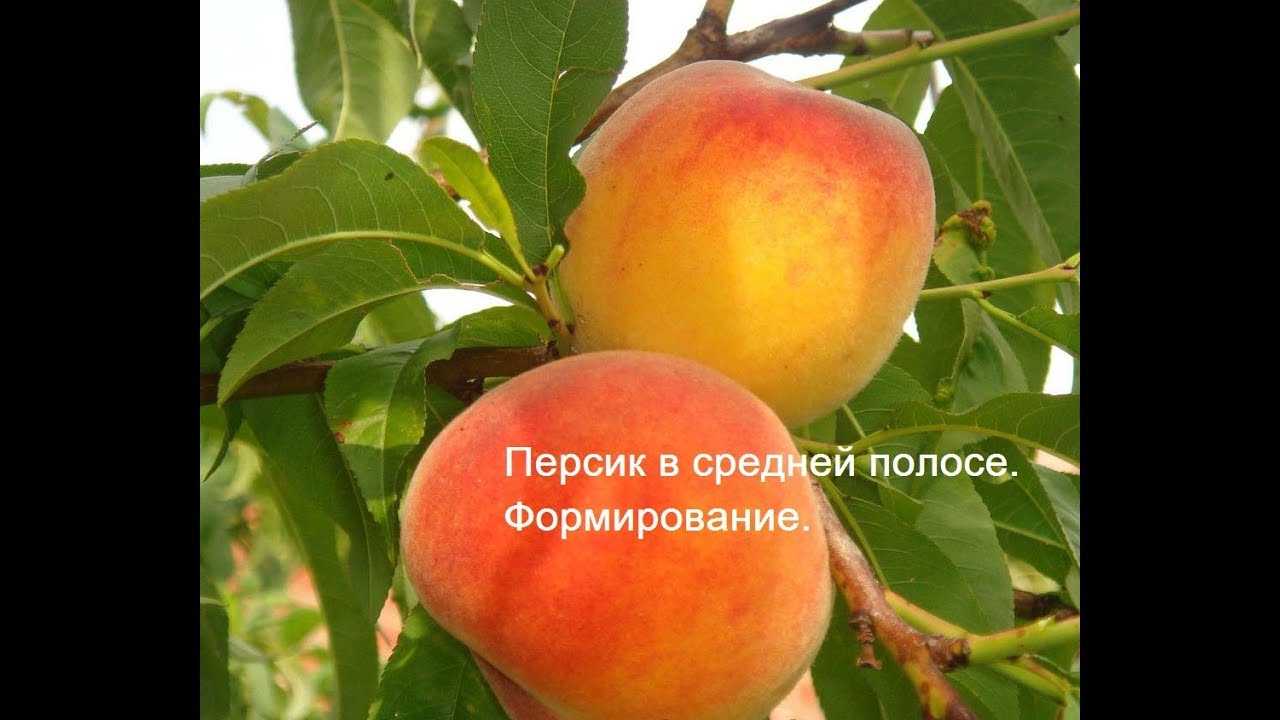 Персик. посадка, размножение, уход, сорта, фото на supersadovnik.ru
