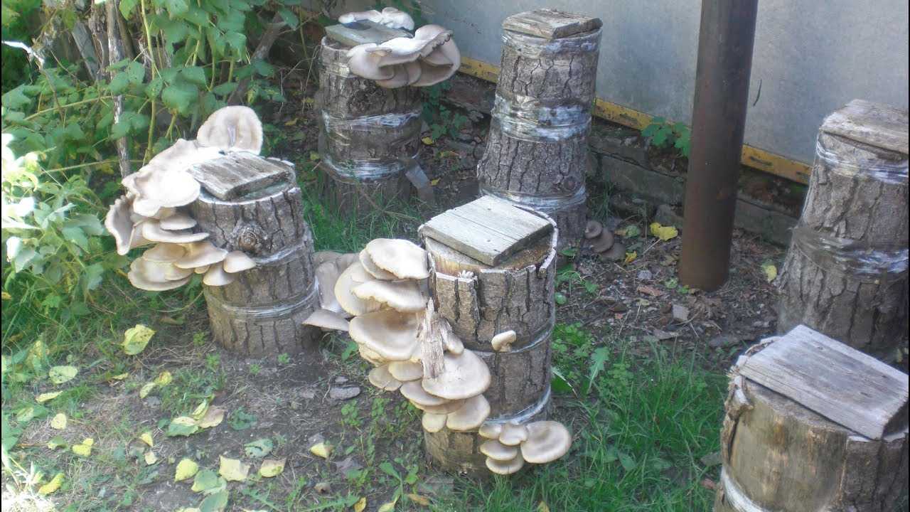 Как правильно вырастить грибы на своём дачном участке