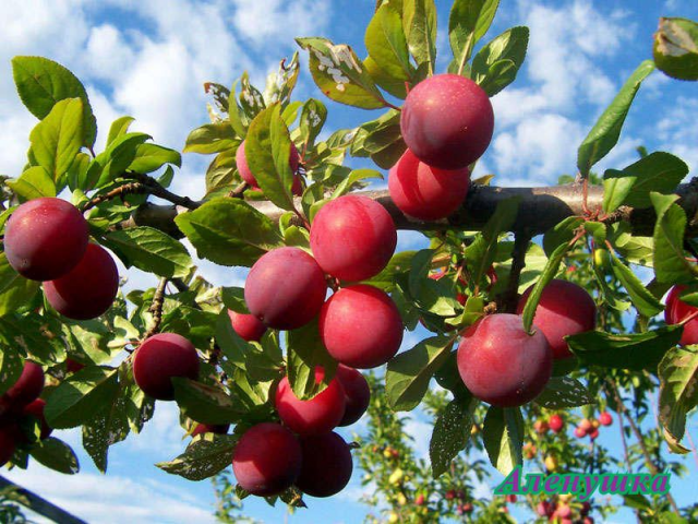 Лучшие сорта яблони для ленинградской области с описанием, характеристикой и отзывами, а также особенности выращивания в данном регионе