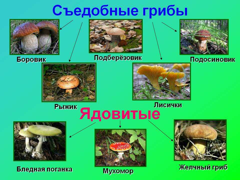 Маслёнок серый (suillus viscidus) –  грибы сибири