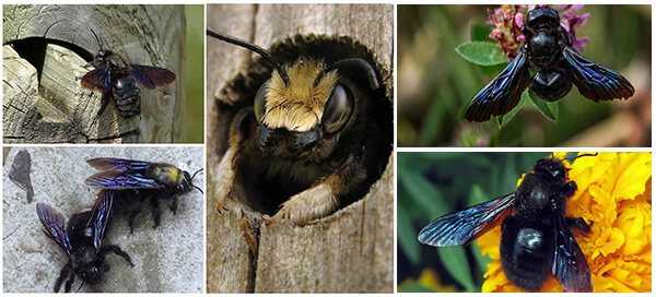 Как избавиться от пчел в стене деревянного дома: советы, видео