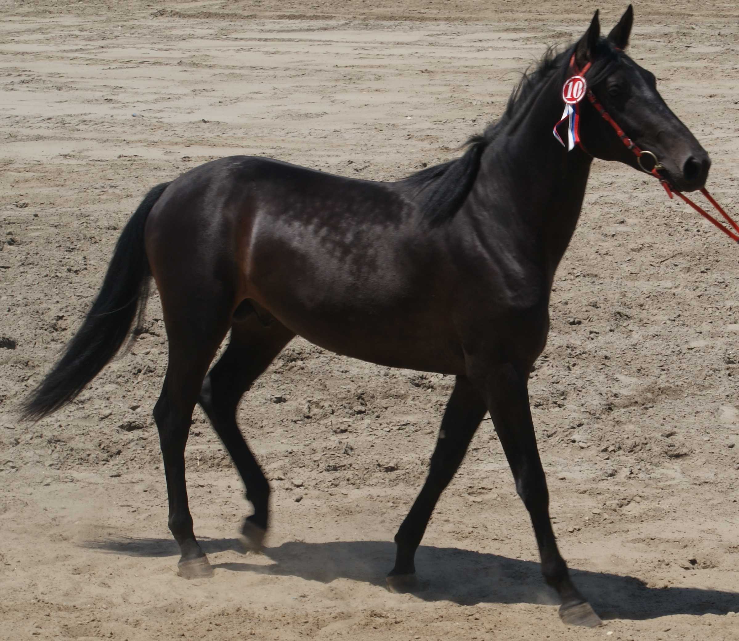 Карачаевская порода лошадей с фотографиями и названиями. Есть ли различие между кабардинской и карачаевской породой лошадей.