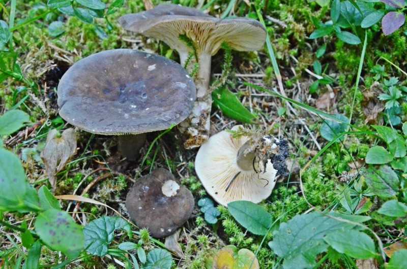 ✅ гриб серушка, фото и описание. грибы путики: съедобные или ядовитые - tehnoyug.com