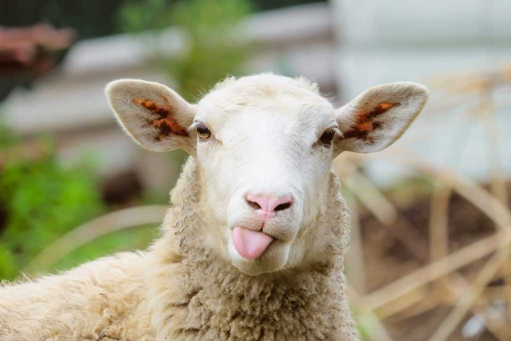 ✅ ташлинская порода овец: описание, характеристика, правила содержания и ухода, отзывы владельцев - tehnoyug.com