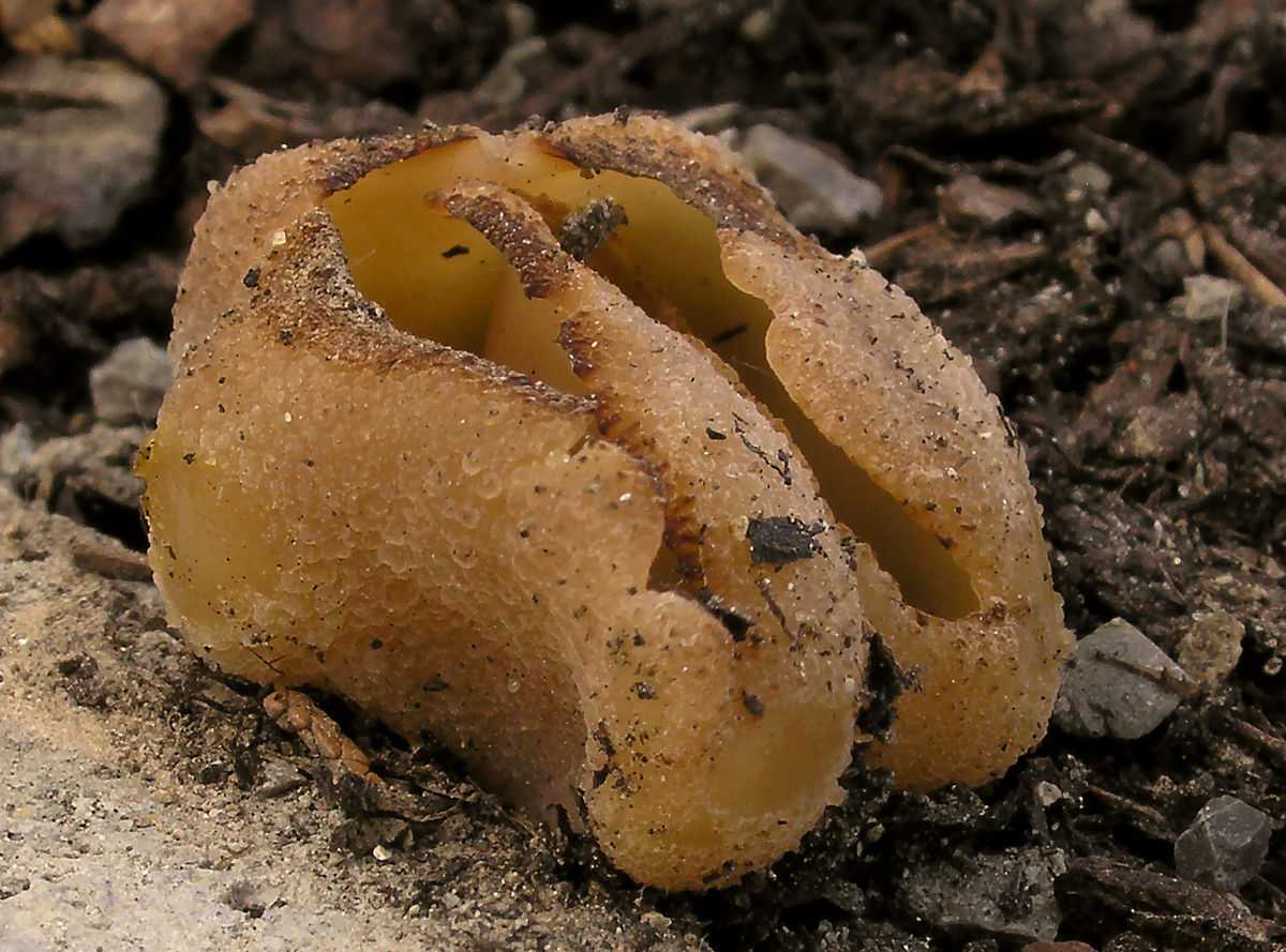 Вкусный и полезный гриб — опенок ссыхающийся