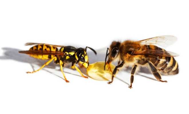 Пчела и оса отличия на фото в картинках сравнение различия жала и укусов - огородо