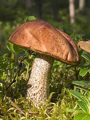 Подберезовик обыкновенный: полезные свойства, вкусовые качества. Как выглядит гриб, где растет, как найти его и отличить от ложных разновидностей. Правила сбора и приготовления.