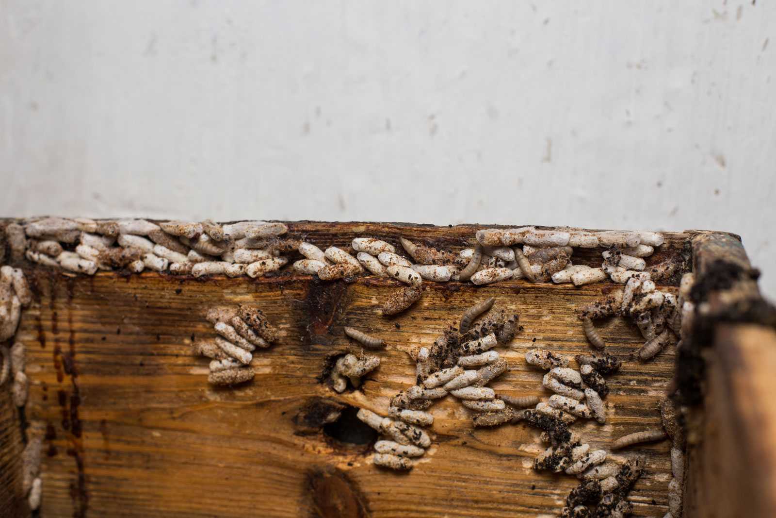 Пчеловодство — 3 формата ведения бизнеса и пошаговый план запуска
