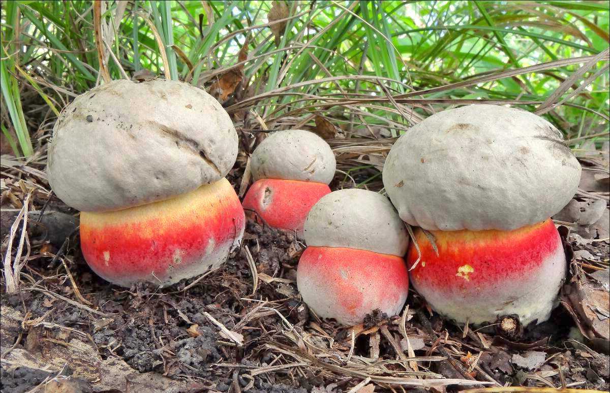 Энтолома бледноплодная (entoloma pallidocarpum) –  грибы сибири