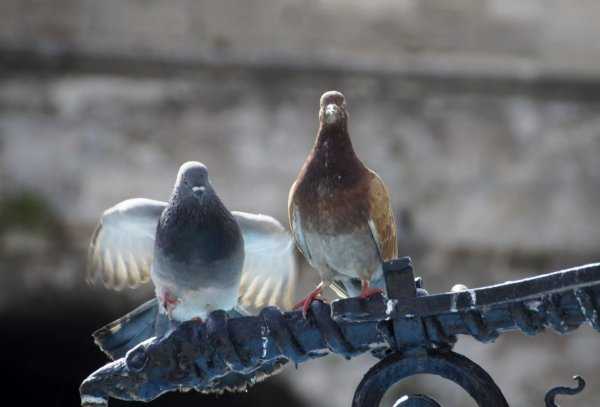 Продолжительность жизни голубей на воле и в домашних условиях