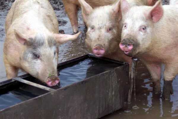 Поилки для свиней, поросят ниппельного и чашечного вида