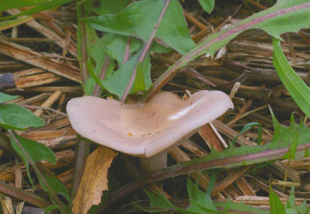 Рядовки: фото и описание съедобных и несъедобных грибов