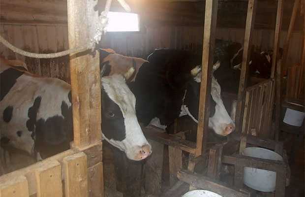 Стойло для коров: требования к помещению, размеры хлева