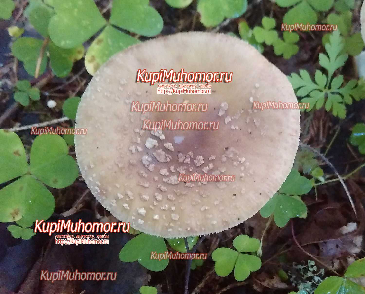 Мухомор виттадини (amanita vittadinii): как выглядит, где и как растет, съедобный или ядовитый