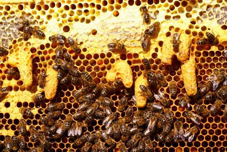 Роение пчел: признаки роевого состояния, разновидности.