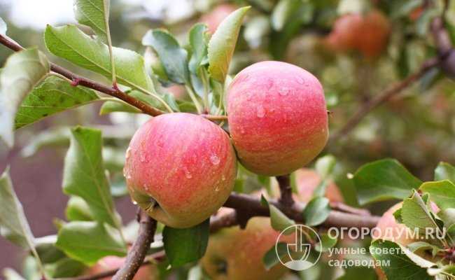 Сорт яблони глостер, описание, характеристика и отзывы, а также особенности выращивания данного сорта