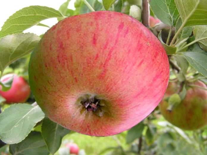 Яблоня анис свердловский - гордость уральского сада