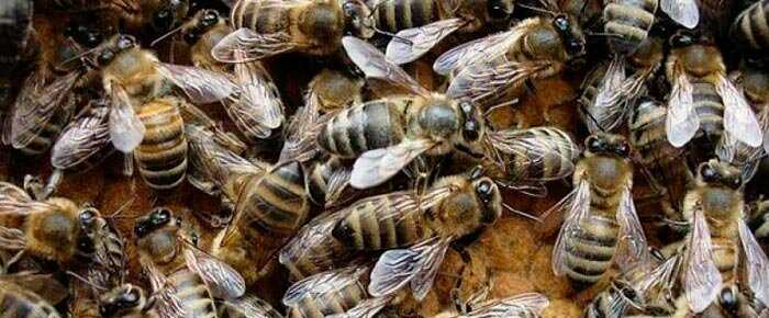 Карпатская пчела - особенности и характеристики породы