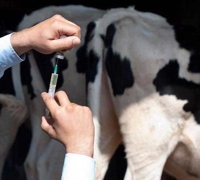 Внутримышечный укол корове: как делают инъекции крс