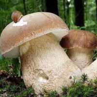 Березовый белый гриб: как выглядит и где встречается, чем отличается от ложных двойников. Съедобен ли данный вид. Правила сбора.
