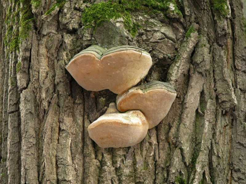 Каштановый гриб — описание, фото, виды, ареал распространения двойника белого гриба