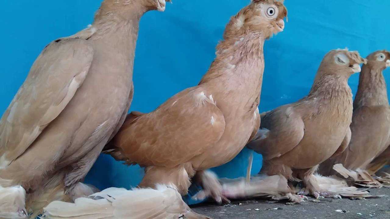 Интересные двухчубые голуби