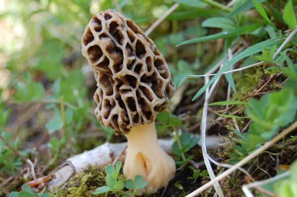 Сморчки - съедобные грибы | описание, фото и видео