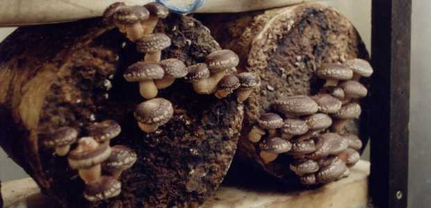 Выращивание шиитаке на пнях и в домашних условиях: как выращивать грибы дома и в саду