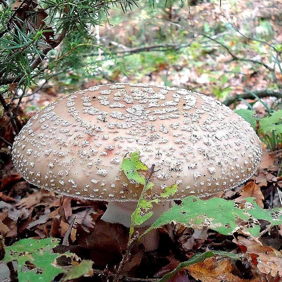 Мухомор королевский – гриб тысячелетия