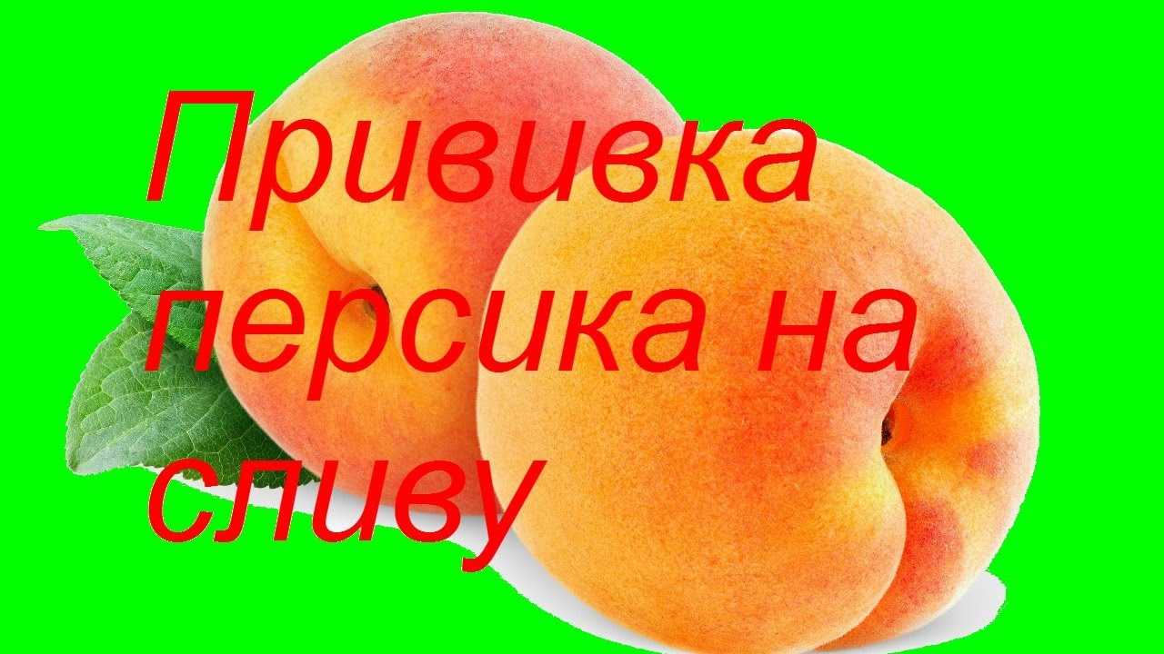 Особенности весенней прививки персикового дерева