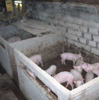 Свинарник своими руками: постройка стайки для свиней, вентиляции и пола