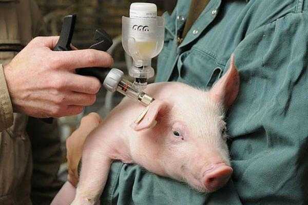 Вакцина против рожи свиней из штамма вр-2 живая сухая (100доз) (щб)