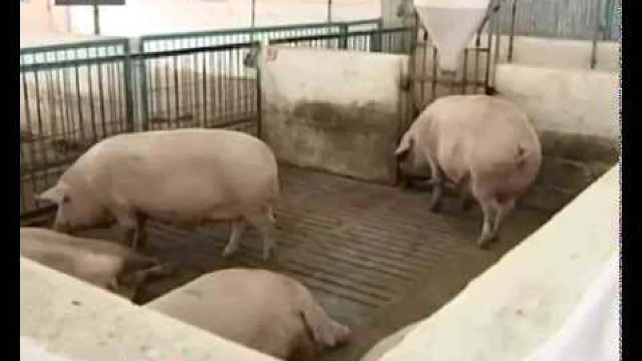 Содержание свиней зимой на улице