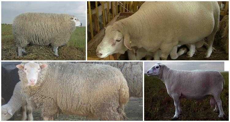 Ташлинская порода овец: описание и характеристика, правила содержания