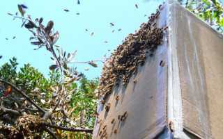 Как поймать рой пчел в ловушку или в пустой улей: как, где и когда лучше ловить