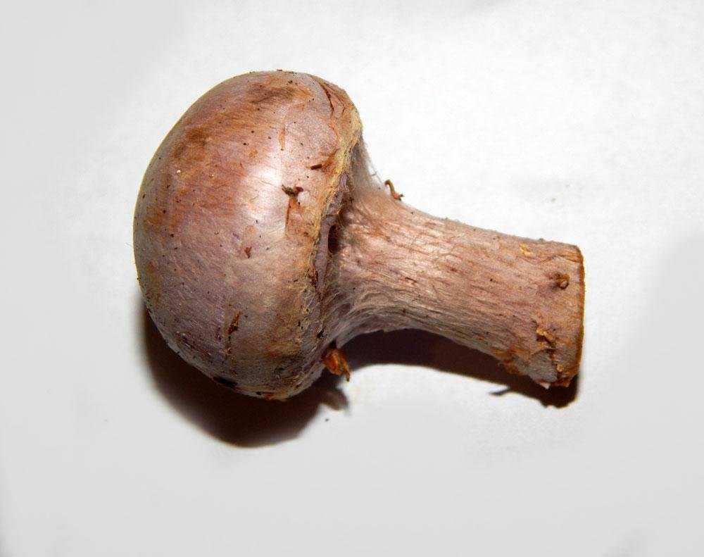 Что это за гриб паутинник козий, и с чем его едят?