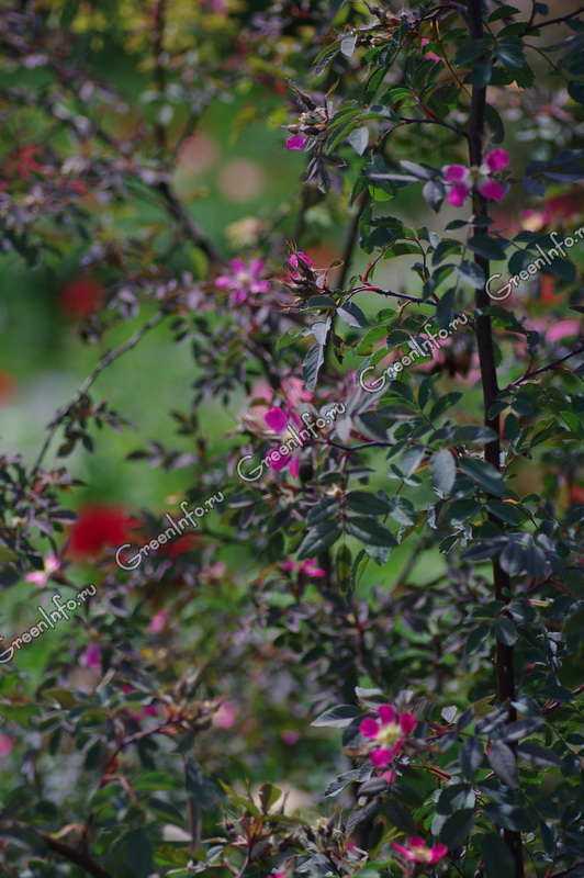 Алыча июльская роза — описание и выращивание
