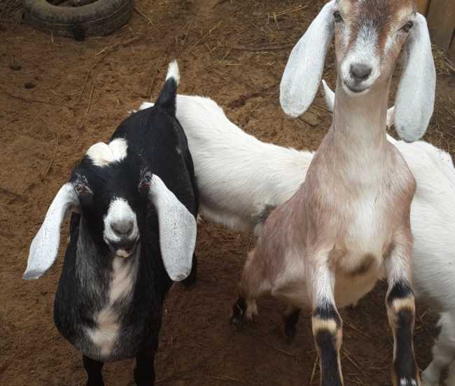 Нубийские козы – особенности содержания и ухода, правила кормления, примеры интересных кличек