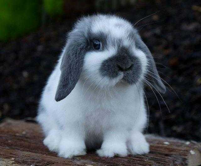 Карликовый баран (вислоухий кролик): особенности и стандарт породы, критерии выбора животного, правила содержания и ухода