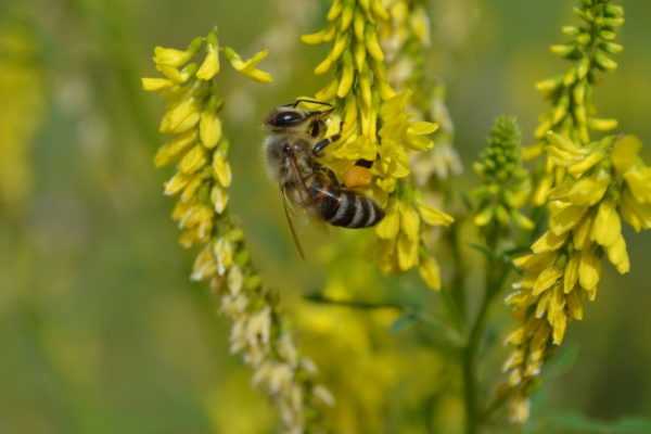 Медоносы — однолетники: ценные медоносные травы для пчел с фото и названиями