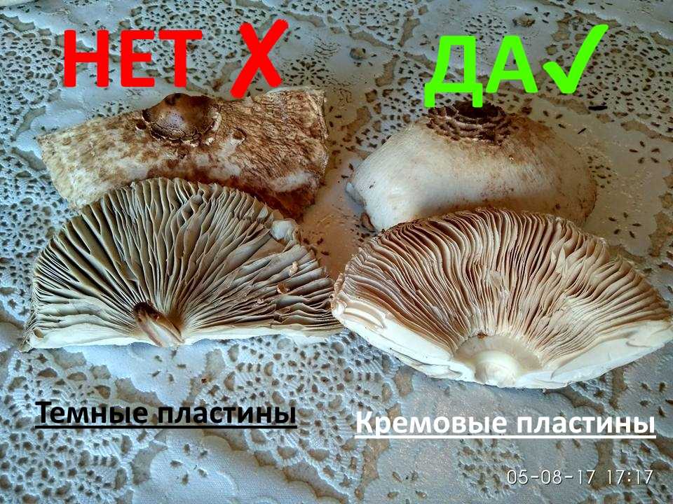 Съедобные грибы — описание и фото, отличия от несъедобных грибов. | cельхозпортал